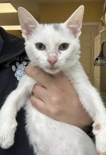 A baby medium-sized male Domestic Short Hair cat named Toupee I AM for adoption in East Brookfield, MA
