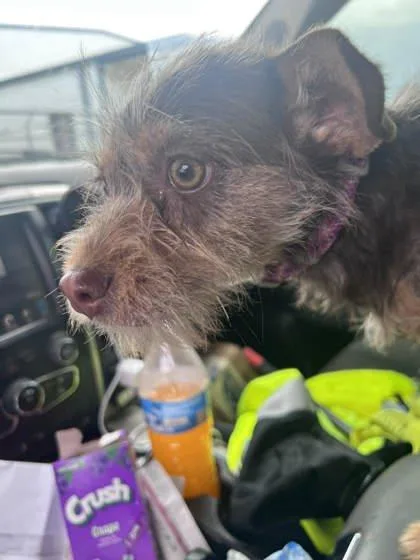 An adult small-sized female Schnauzer dog named Shoppe for adoption in Morton Grove, IL