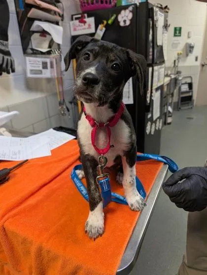 A baby small-sized male Mixed Breed dog named Sterling for adoption in Fairfax, VA