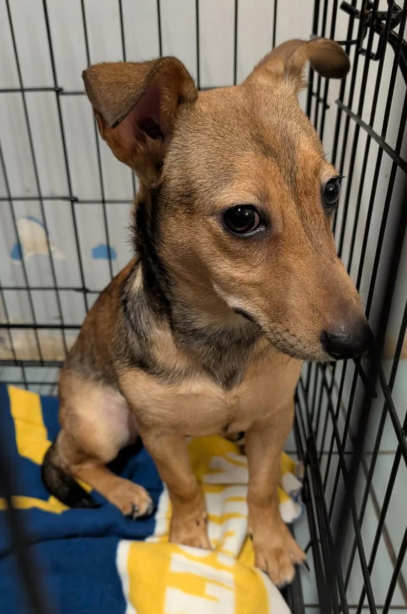 A baby small-sized female Terrier dog named Buggy for adoption in Marietta, OH