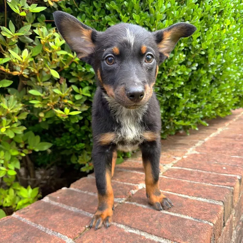 A baby medium-sized female Black Mixed Breed dog named Tulip for adoption in Brownsboro, AL