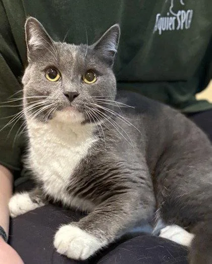 An adult small-sized female Gray & White Domestic Short Hair cat named Chacha for adoption in Midland, VA
