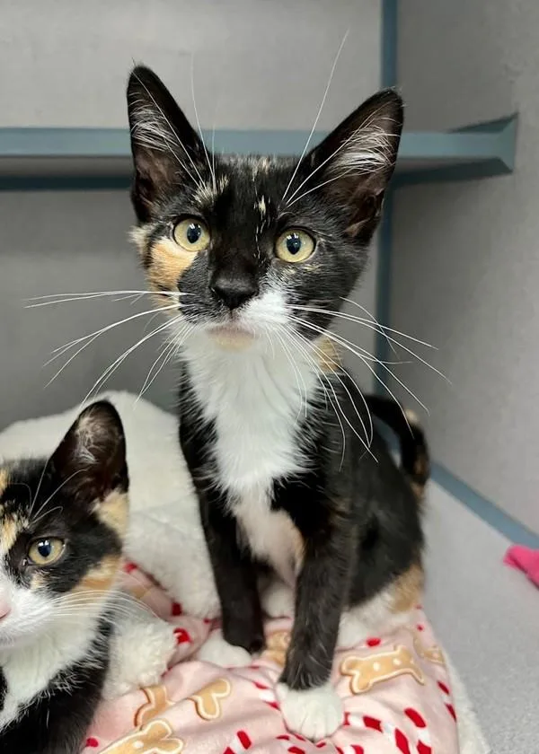 A baby small-sized female Domestic Short Hair cat named Selene for adoption in Skillman, NJ