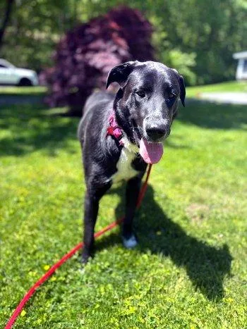 A young large-sized female Black Great Pyrenees dog named Mallory for adoption in Bedford Hills, NY