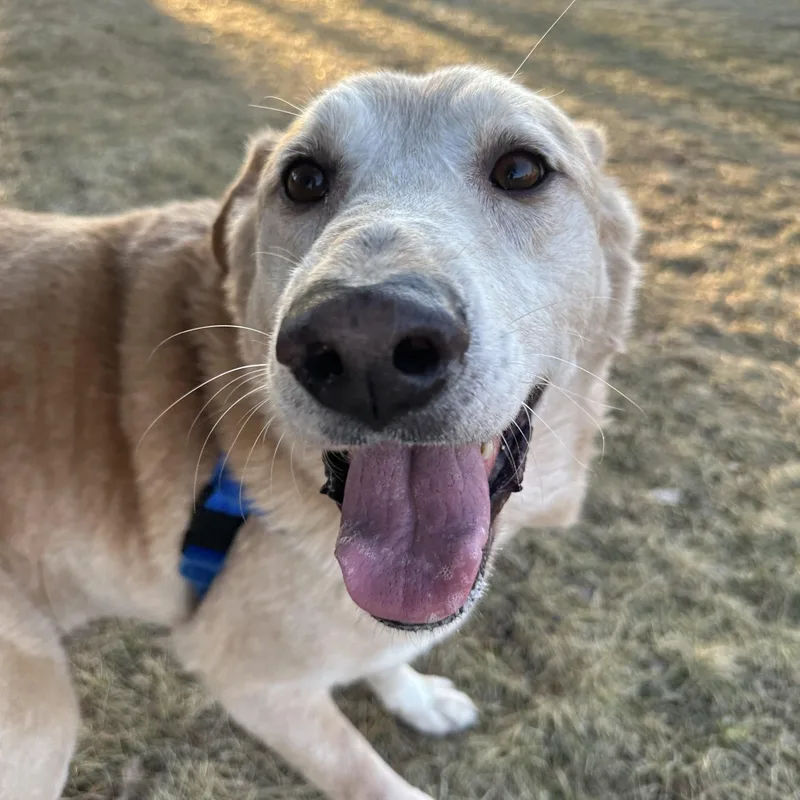 An adult large-sized male Mixed Breed dog named Lucky Home Visit In for adoption in Hartland, WI