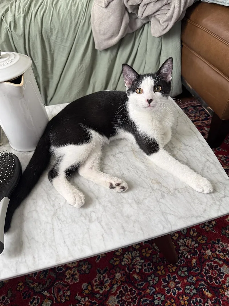 A baby medium-sized male Black & White / Tuxedo Domestic Medium Hair cat named Chloe Reno for adoption in Philadelphia, PA