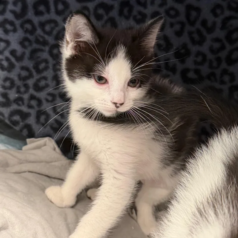 A baby small-sized female White Domestic Short Hair cat named Jingle Jangle for adoption in Watertown, NY