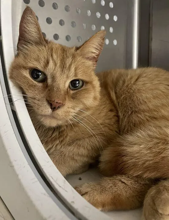An adult medium-sized female Domestic Short Hair cat named Buttercup for adoption in Jackson, MI