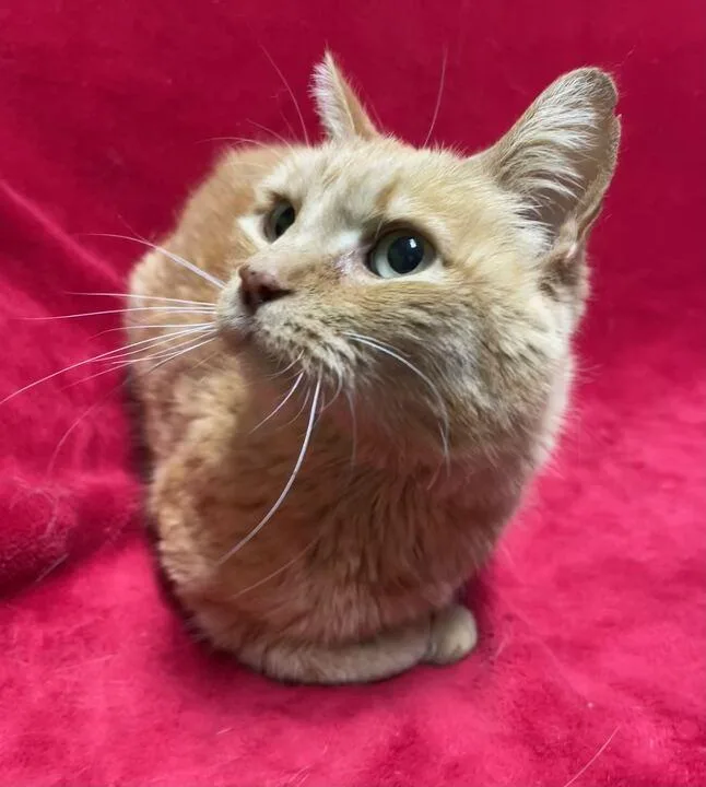 Buttercup thumbnail 4