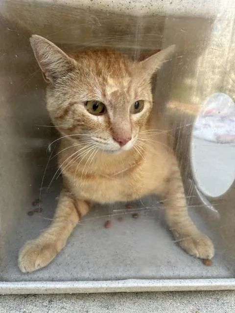 An adult large-sized male Domestic Short Hair cat named Milo for adoption in Rancho Cucamonga, CA