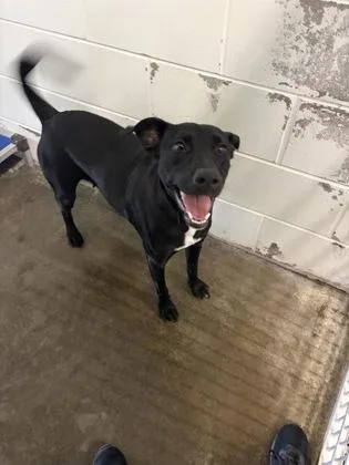 An adult medium-sized female Mixed Breed dog named Sora for adoption in Columbus, IN