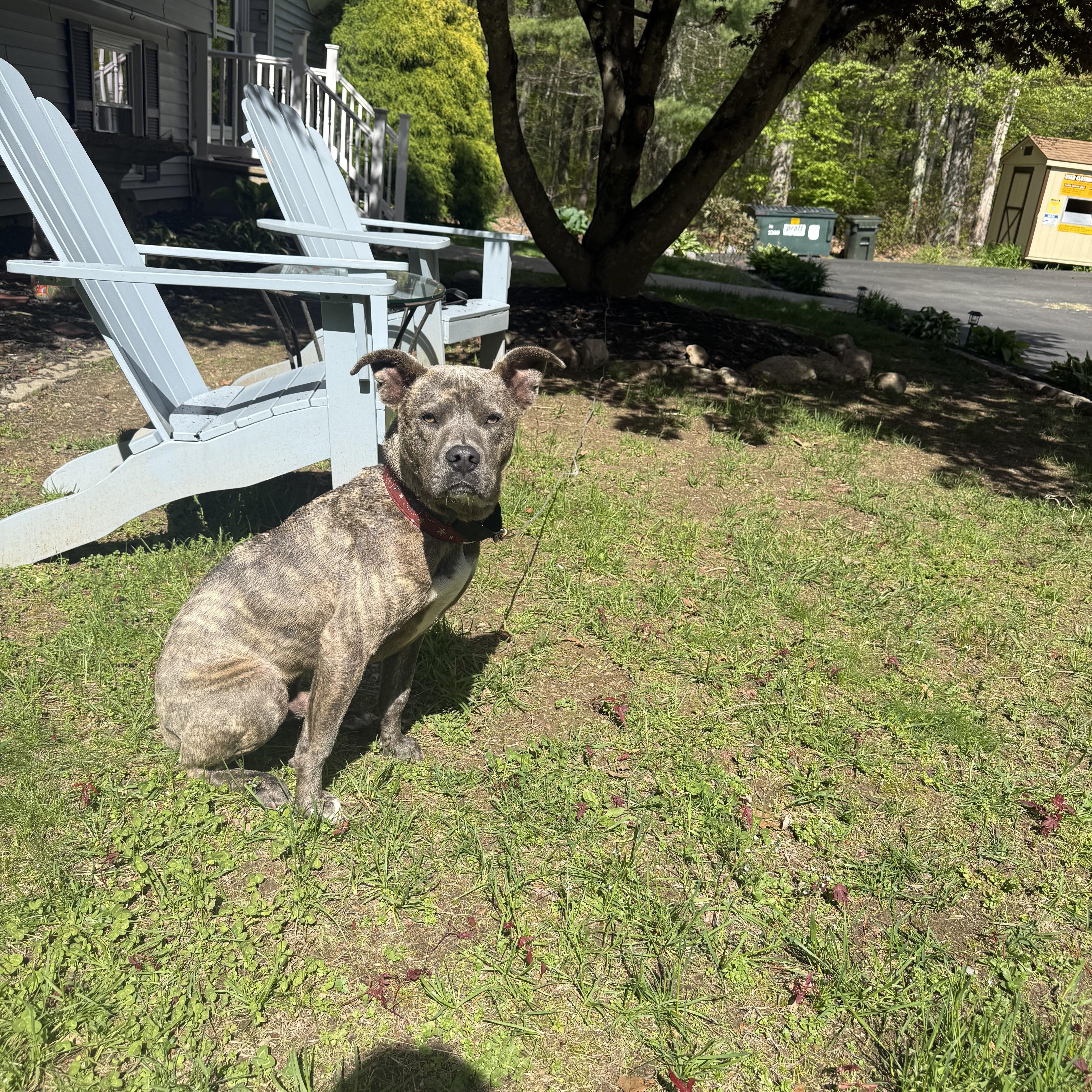A baby medium-sized male Brindle Mixed Breed dog named Camo for adoption in Douglas, MA