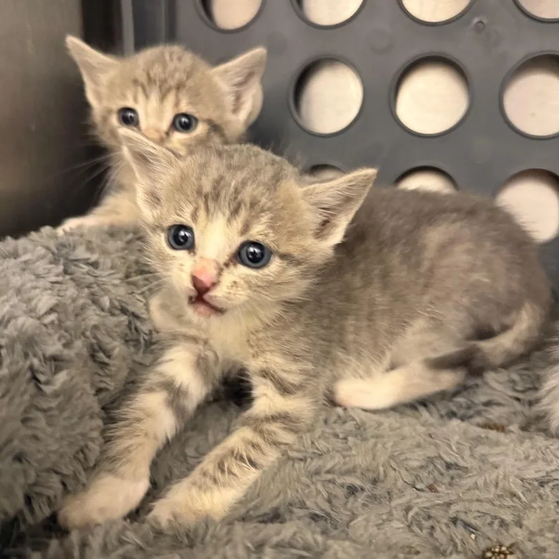 A baby small-sized female Gray / Blue / Silver Domestic Short Hair cat named Janie for adoption in Spring Hill, KS