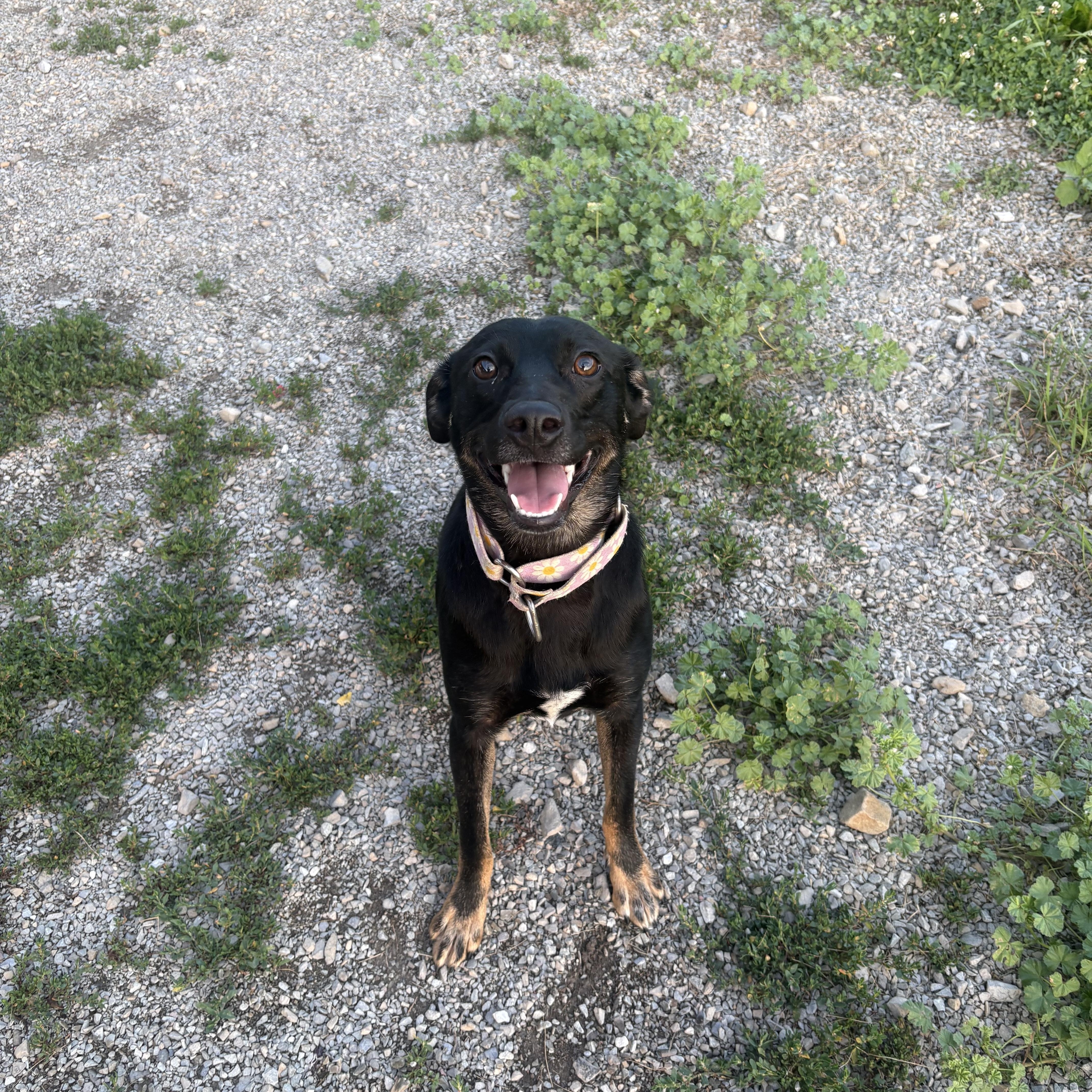 A young medium-sized female Terrier dog named Bambi for adoption in Indiana, PA