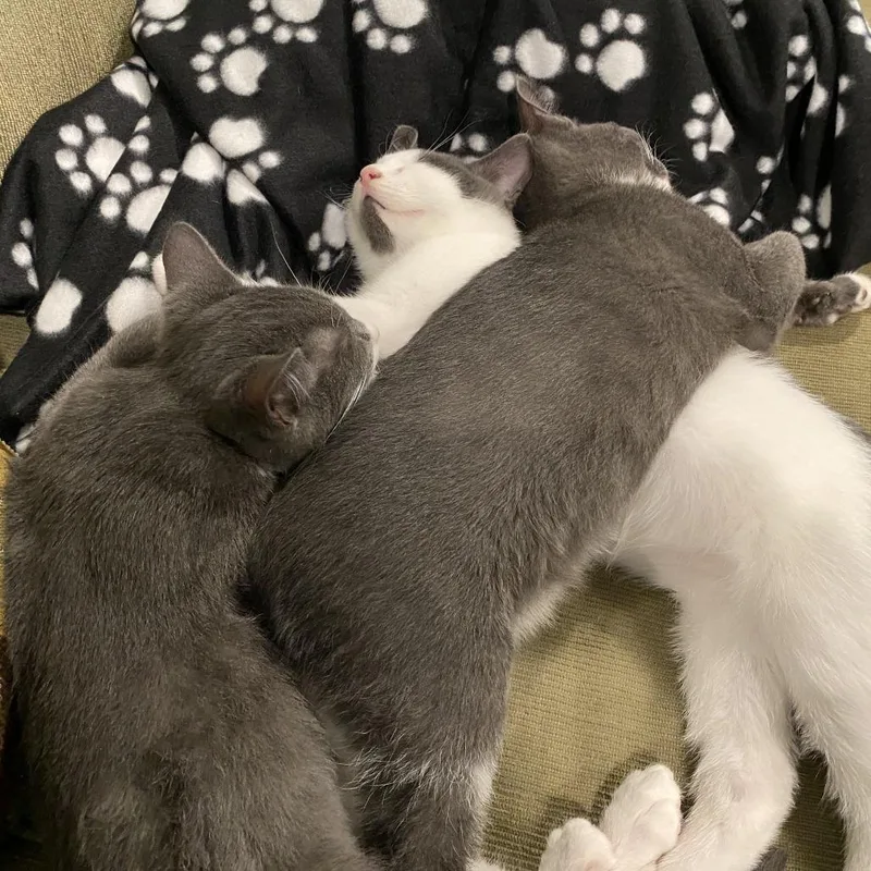 A baby small-sized male Gray / Blue / Silver Domestic Short Hair cat named Storm cloud C for adoption in Princeton, MN