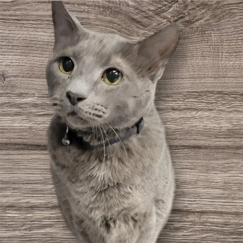 Smokey thumbnail 2