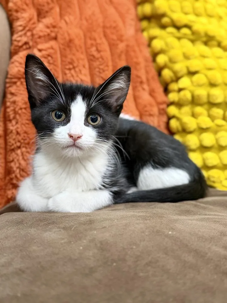 A baby small-sized male Black & White / Tuxedo Domestic Short Hair cat named Peep for adoption in Chicago, IL