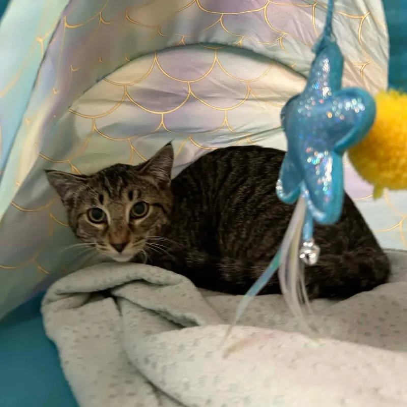 A baby small-sized male Tabby (Buff / Tan / Fawn) Domestic Short Hair cat named Rishi for adoption in Gladstone, OR