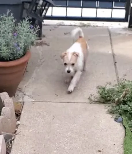 Tilly thumbnail 3