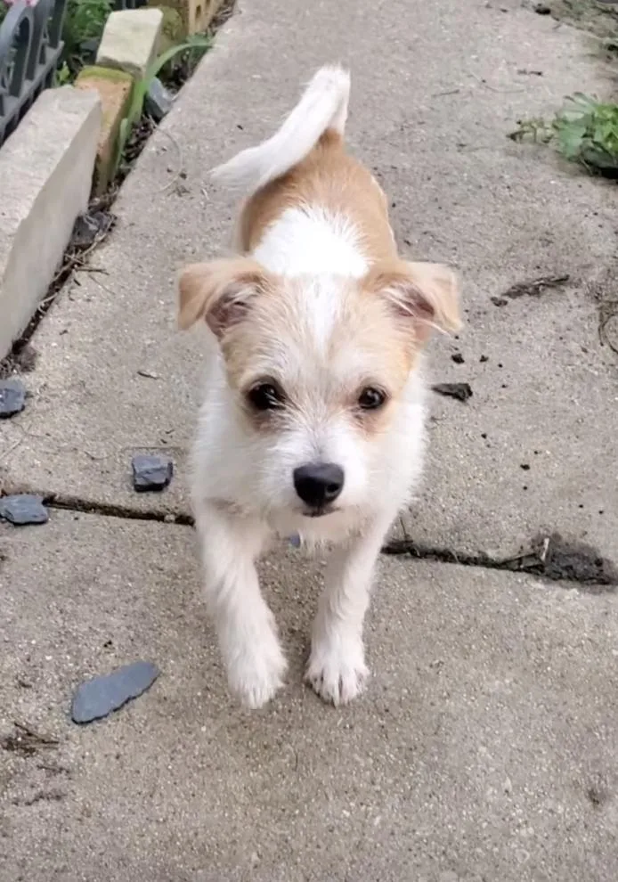 Tilly thumbnail 4