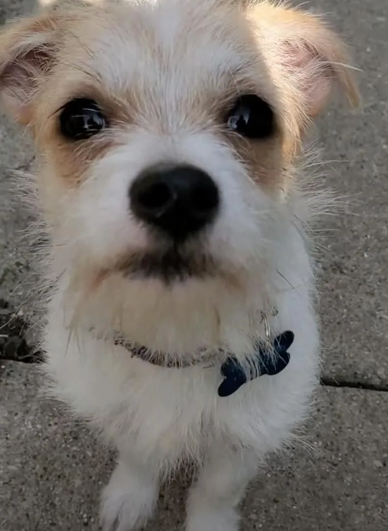 Tilly thumbnail 7