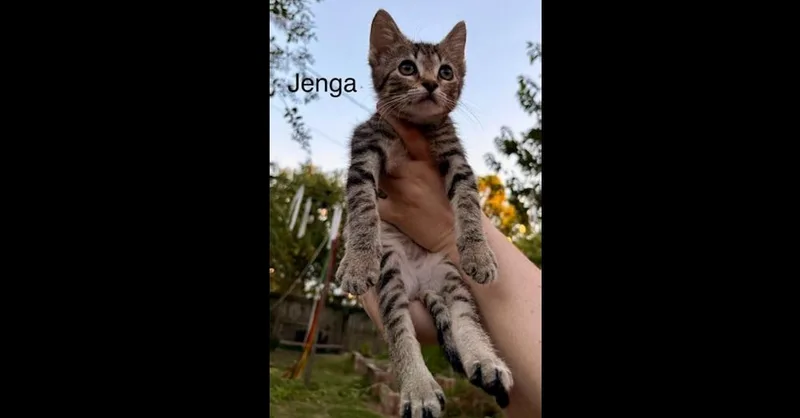 A baby small-sized male Domestic Short Hair cat named Jenga for adoption in Groveland, MA