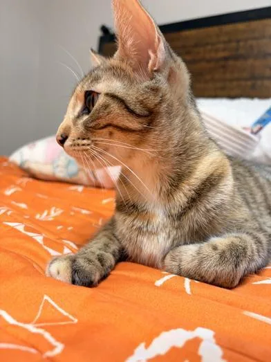 A baby medium-sized female Domestic Medium Hair cat named Chica Bombon for adoption in Liverpool, TX