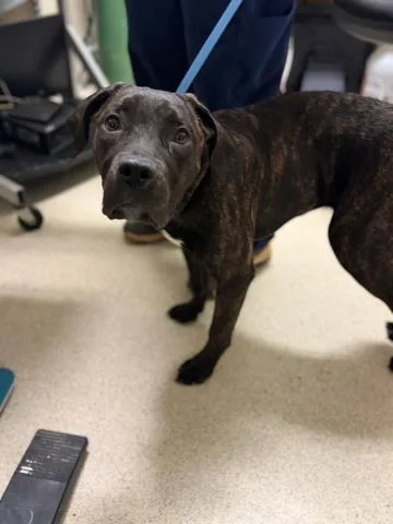 A young large-sized female Pit Bull Terrier dog named Moosey for adoption in Thousand Palms, CA