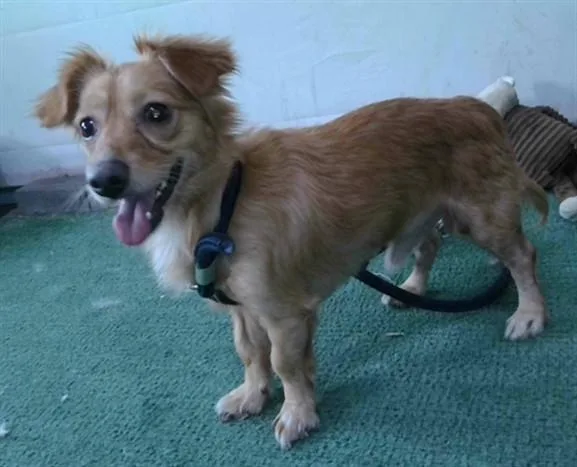 A young small-sized male Chihuahua dog named Bruno for adoption in Baldwin Park, CA