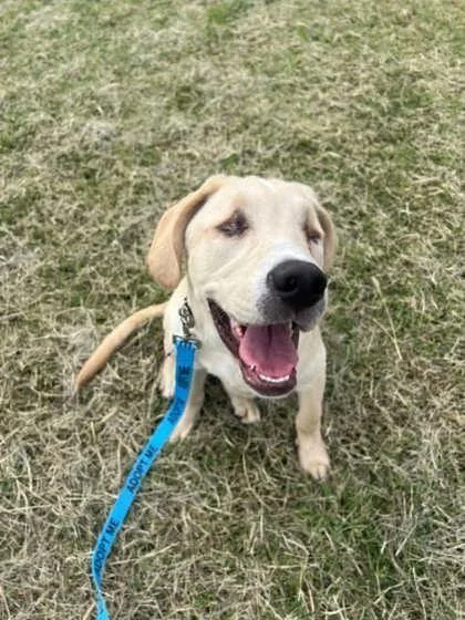 A baby large-sized male Yellow / Tan / Blond / Fawn Labrador Retriever dog named Sunny for adoption in Kansas City, MO