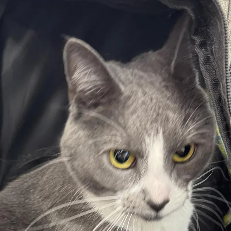 An adult small-sized female Gray / Blue / Silver Domestic Short Hair cat named Pebbles for adoption in Newark, NJ