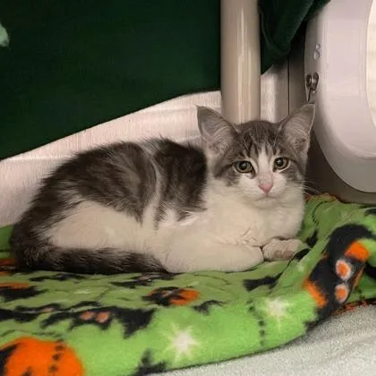A baby small-sized female Domestic Short Hair cat named Ruthie for adoption in Wheaton, IL