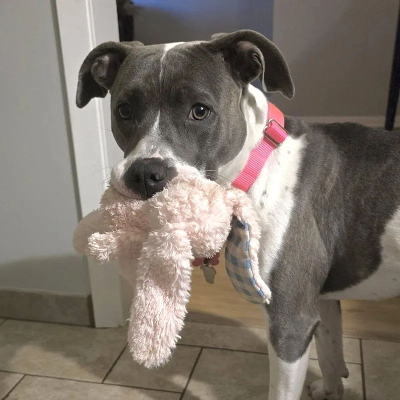 A young medium-sized female Pit Bull Terrier dog named Maple for adoption in Prior Lake, MN