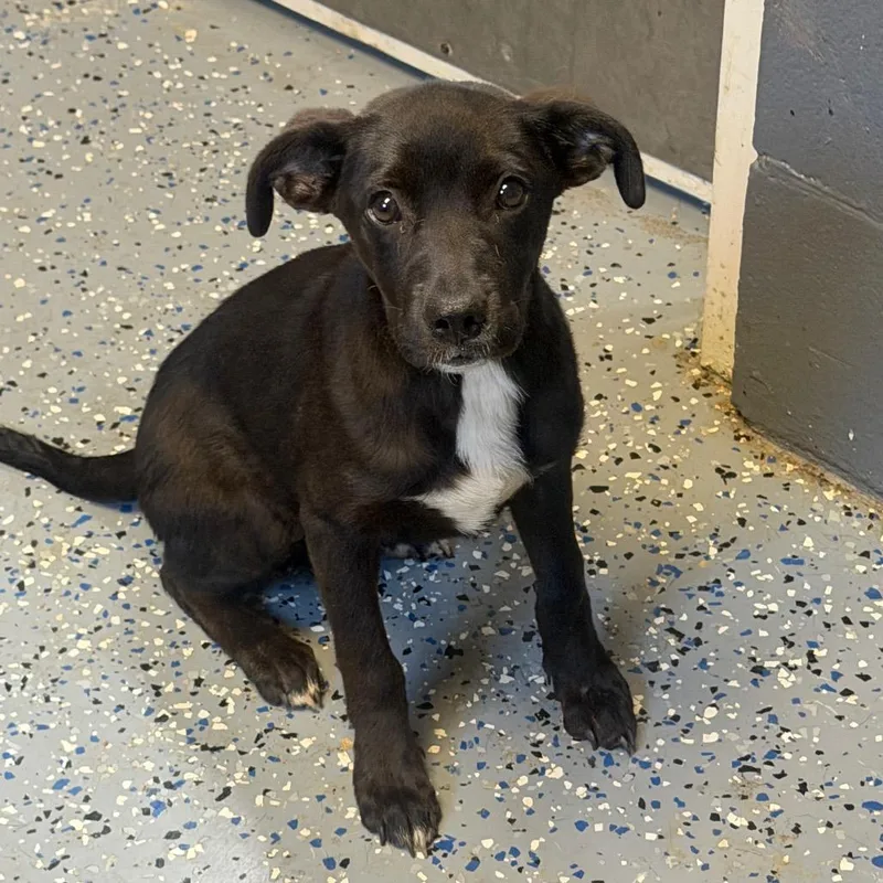 A baby medium-sized female Black Labrador Retriever dog named Margot for adoption in Tuscaloosa, AL