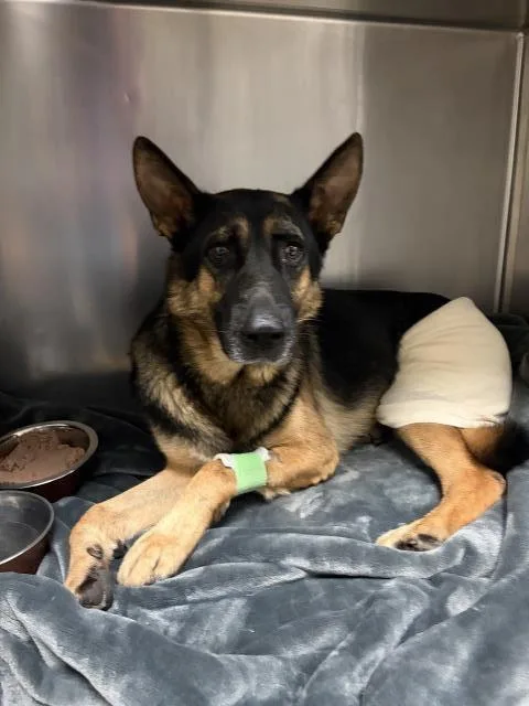 An adult large-sized male German Shepherd Dog dog named Clark for adoption in Riverside, CA