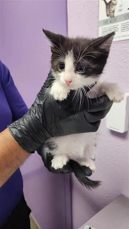 A baby small-sized male Black Domestic Short Hair cat named Squid for adoption in El Paso, TX