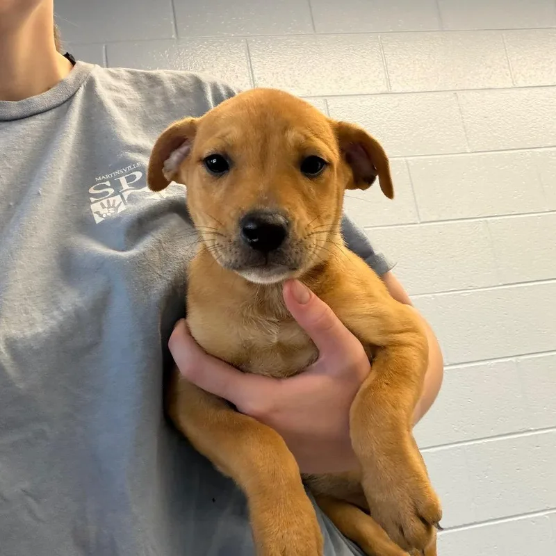 A baby large-sized female Brown / Chocolate Pit Bull Terrier dog named Caught Red Pawed for adoption in Martinsville, VA