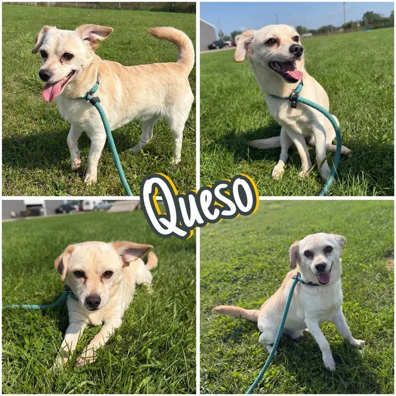 Queso thumbnail 3