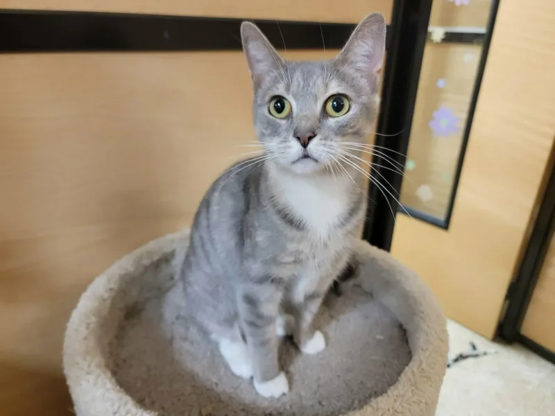 Nova