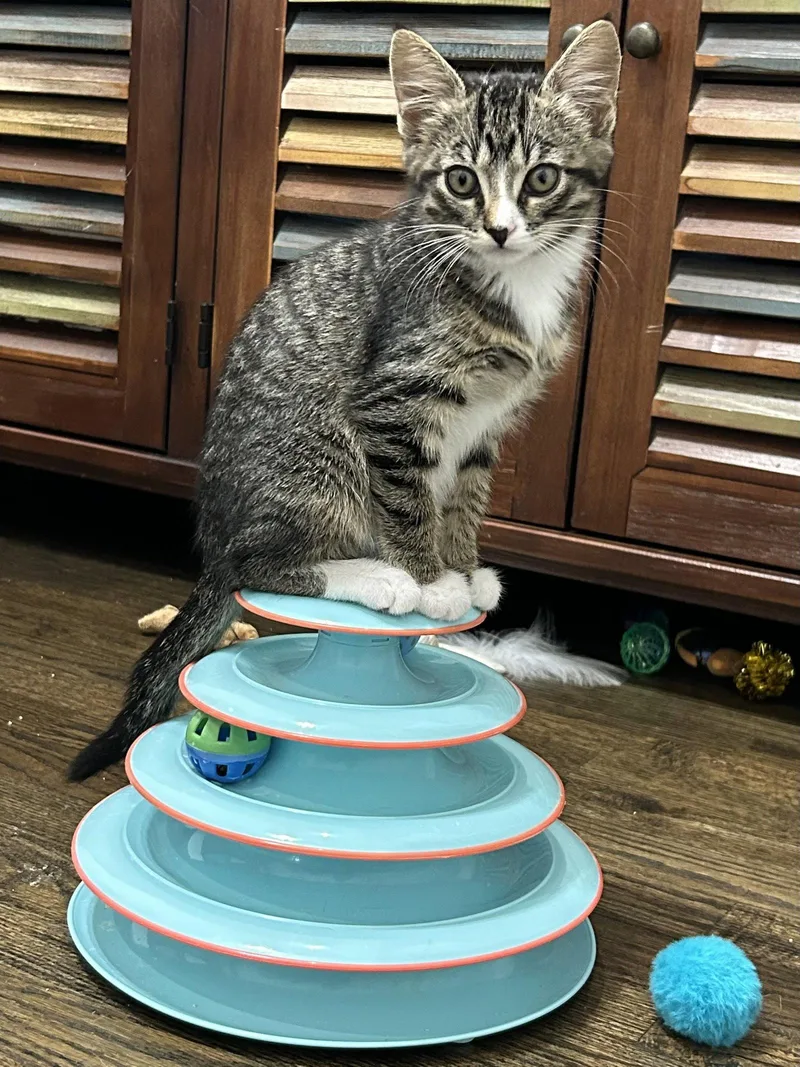 A baby medium-sized female Domestic Short Hair cat named Glam for adoption in Plano, TX