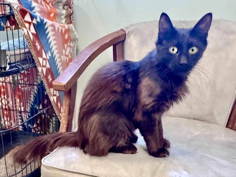 A young medium-sized female Black Domestic Long Hair cat named Alice for adoption in Scottsburg, IN
