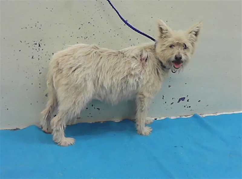 An adult medium-sized female Cairn Terrier dog named A for adoption in Houston, TX