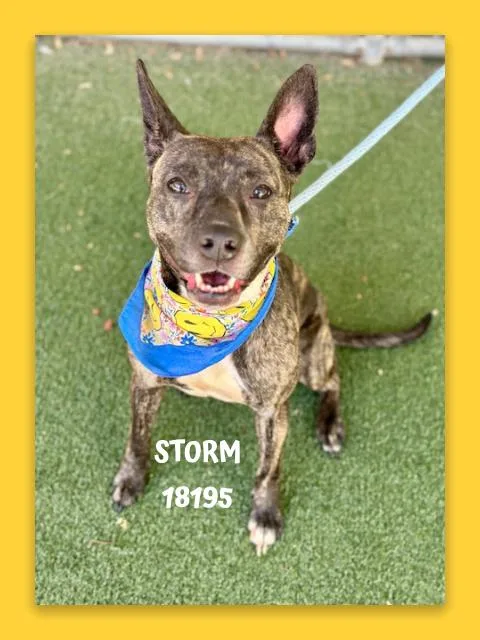 An adult medium-sized female Brindle Pit Bull Terrier dog named Storm for adoption in Marietta, GA