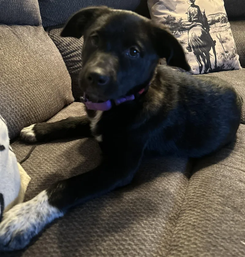 A baby small-sized female Black Terrier dog named Violet for adoption in San Tan Valley, AZ