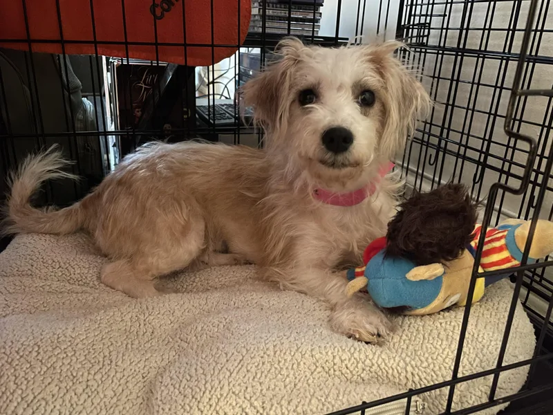 An adult small-sized female Maltese dog named Squash for adoption in Brooklyn, NY