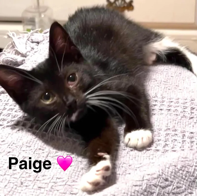 A baby small-sized female Black & White / Tuxedo Tuxedo cat named Paige for adoption in Beckley, WV