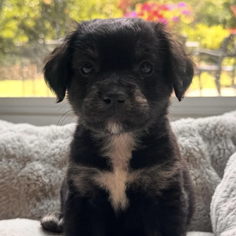 Alfie