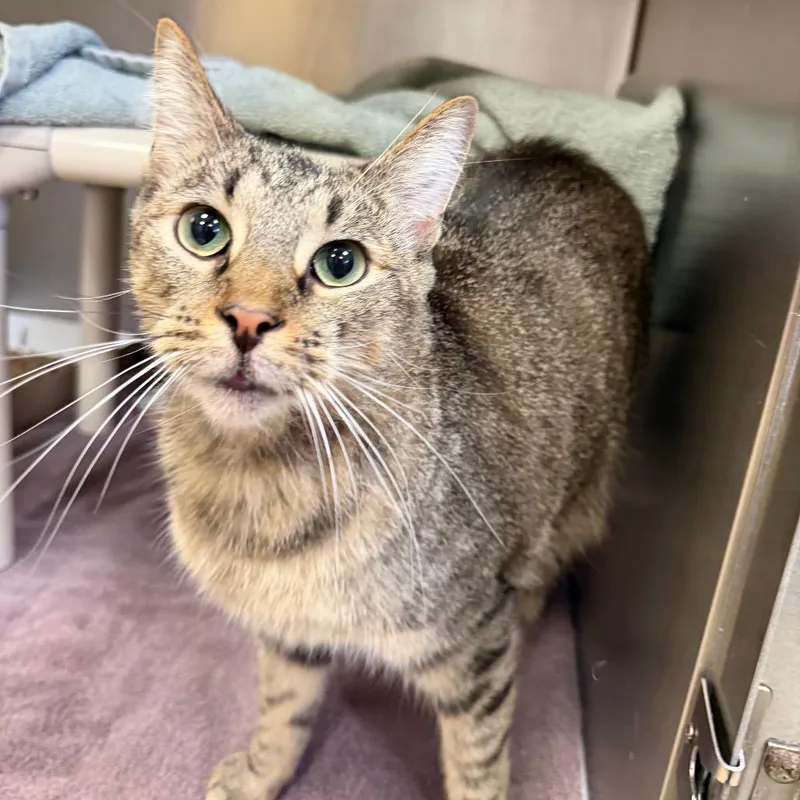 An adult large-sized male Domestic Short Hair cat named Tigre for adoption in Perkiomenville, PA