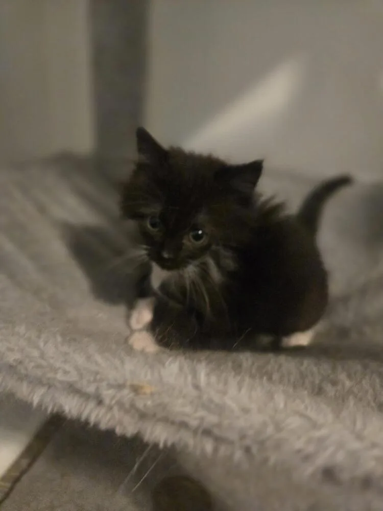 Marjorie thumbnail 3