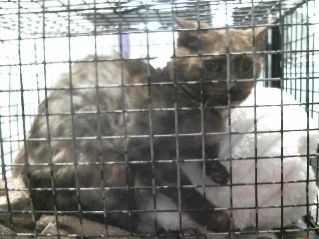 An adult medium-sized female Domestic Short Hair cat named Baby Momma for adoption in Houston, TX